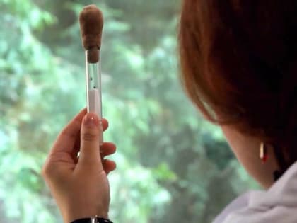 Архангельск, Северодвинск, Новодвинск — места, где клещевого энцефалита на сегодня нет