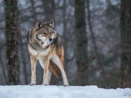 Охота на волков продолжается, в области добыто уже более 100 хищников