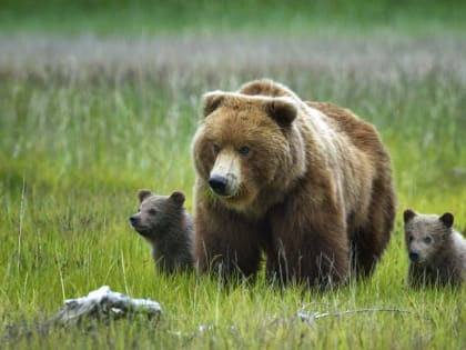 Энциклопедии из серии «Что есть что». Животный мир.