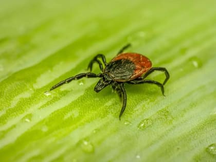 О мониторинге за инфекциями, передающимися клещами в Архангельской области