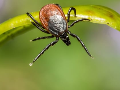 Сезон активности клещей продолжается
