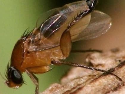 Шок-контент. В Архангельске обнаружили переносчика холеры - многоядную муху-горбатку