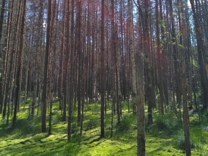 В трех лесничествах Вологодской области проведено лесопатологическое обследование инструментальным способом