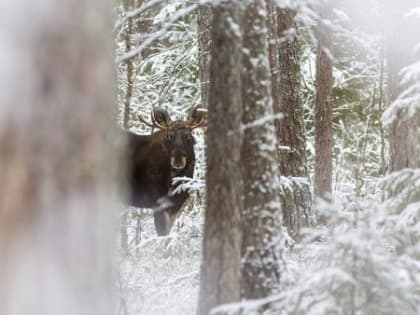 Разгуливающих по Соловкам лосей истребят по требованию депутата Тютюкова