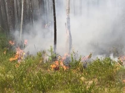 В лесу под Коряжмой произошел пожар