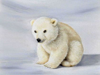 Белый медвежонок