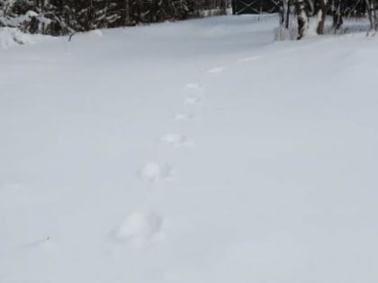 "Вольное дело": неведомый зверь рыщет рядом с резиденциями поморской знати