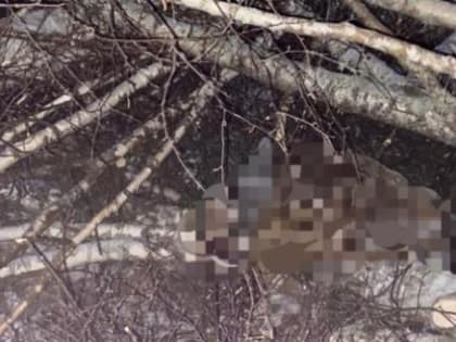 В лесах Архангельской области дровосека насмерть задавило деревьями