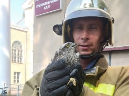 В Котласе успешно закончилась спецоперация по спасению ястреба