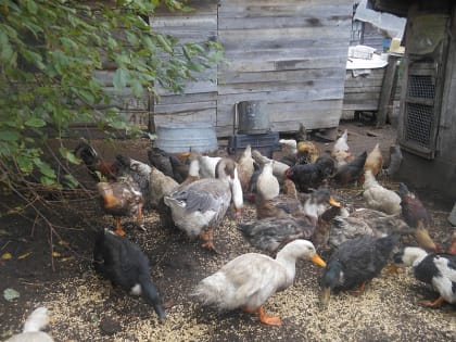 На территории России возрастает риск ухудшения эпизоотической ситуации по высокопатогенному гриппу птиц