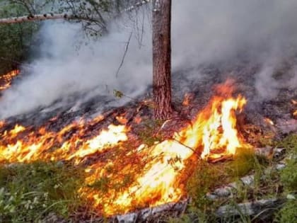 В Архангельской области огнеборцы справились с тушением лесных пожаров в течение суток