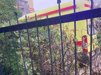 Архангелогородец пытался собрать яблоки, но получил сквозное ранение бедра