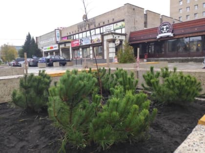 У ТЦ «Полярный» высадили горные сосны, калину и барбарис