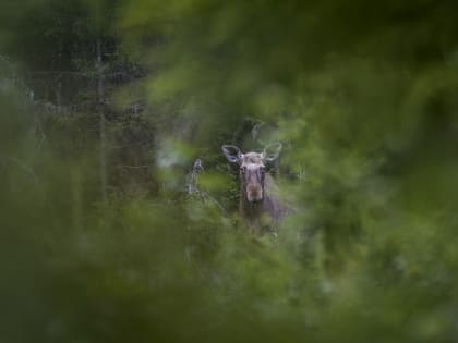 В Архангельской области завершился сезон охоты на лося