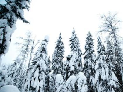 Регионам предлагают полномочия по упразднению особо охраняемых природных территорий