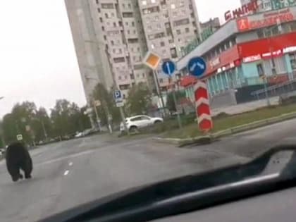 Северодвинцы фотографируют разгуливающего по городу медведя