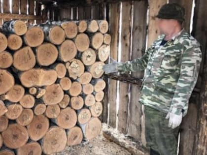 Рубил лес и путал следы: тайный дровосек оказался соседом по даче