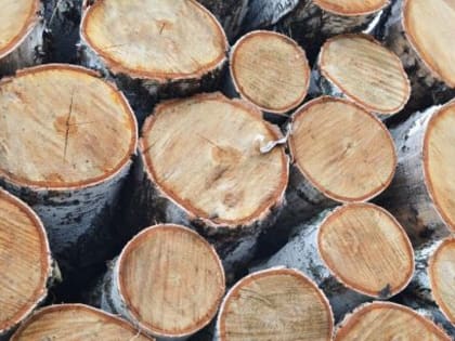 Минлеспром региона разъясняет права граждан на заготовку древесины для собственных нужд