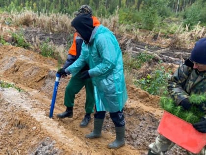 В Архангельской области подведены итоги Всероссийской акции «Сохраним лес-2021»