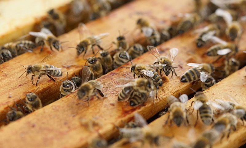 Beehive Therapy – Ancient Healing with Armenian Bees