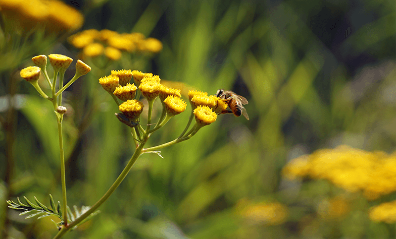 Beehive Therapy – Ancient Healing with Armenian Bees photo 2