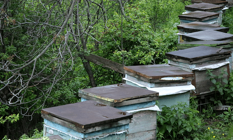 Beehive Therapy – Ancient Healing with Armenian Bees photo 3