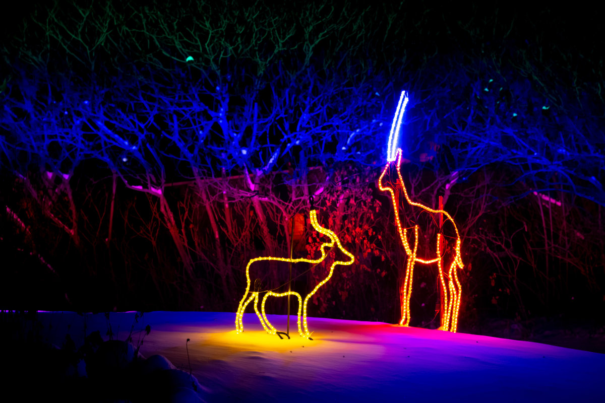 kate&carter-wildlights-05