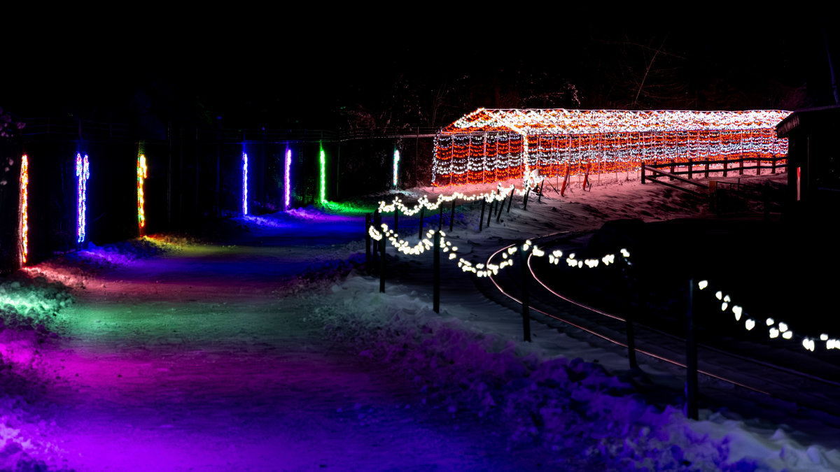 kate&carter-wildlights-34