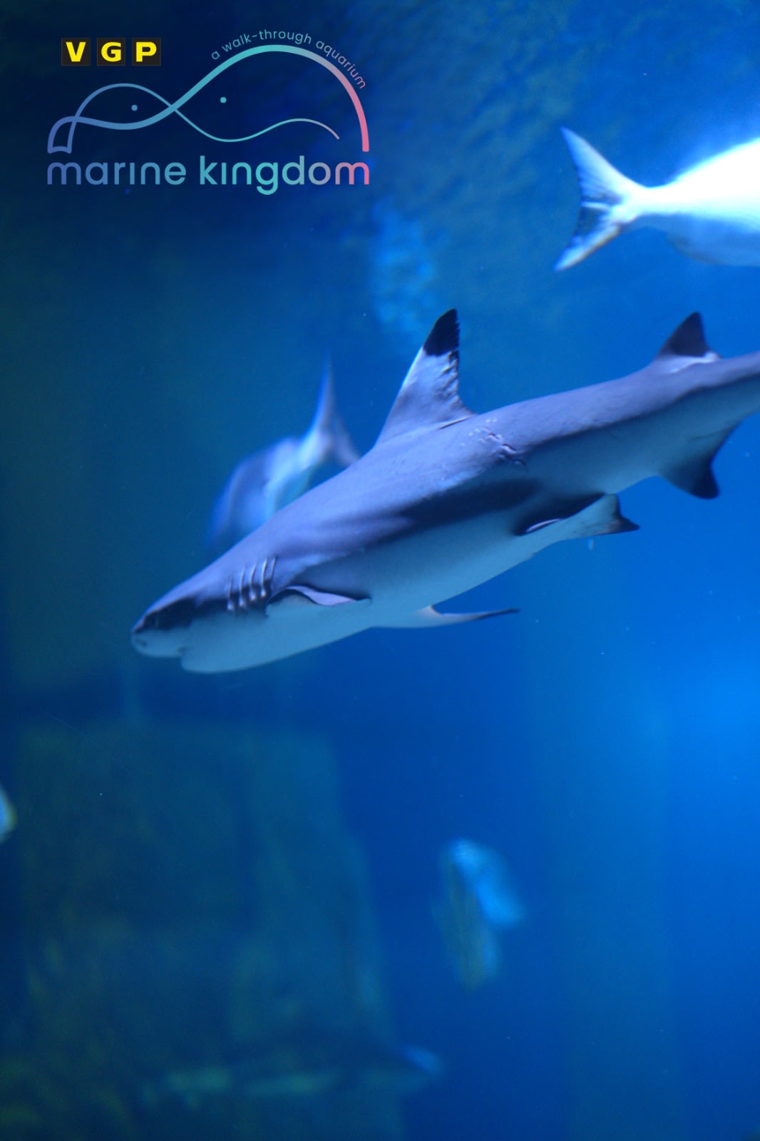 VGP Marine Kingdom Records Rare Bamboo Shark Breeding in India