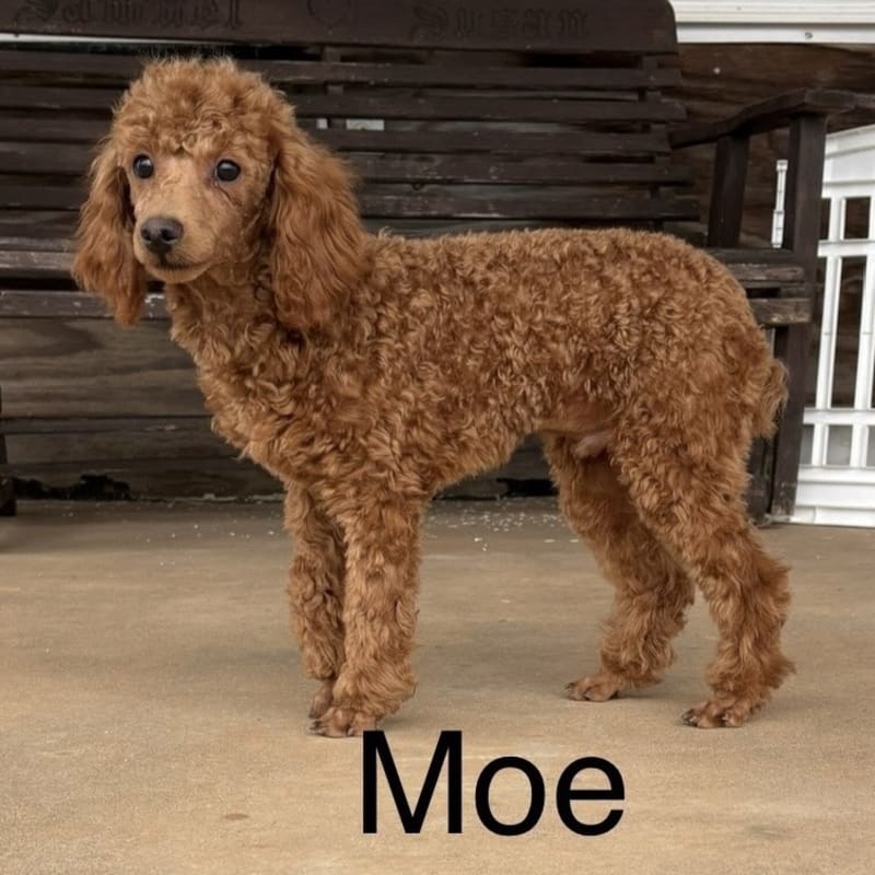 Moe