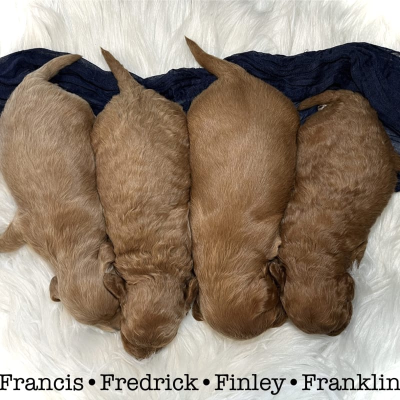 Just Arrived! Mini Goldendoodles 1
