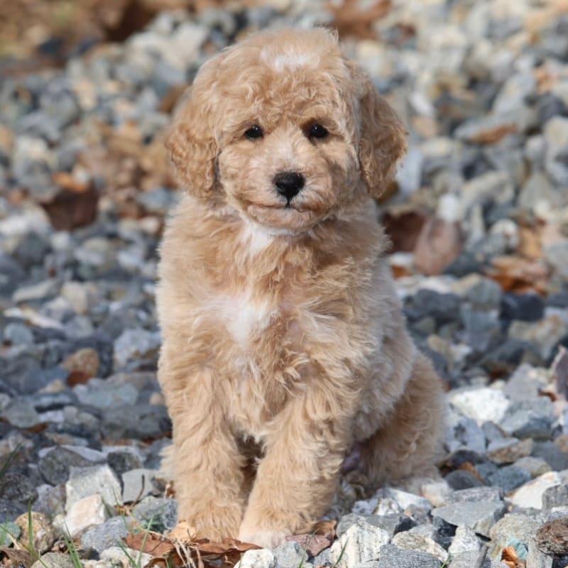 Oscar