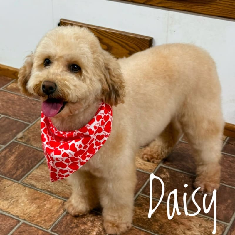 Daisy 