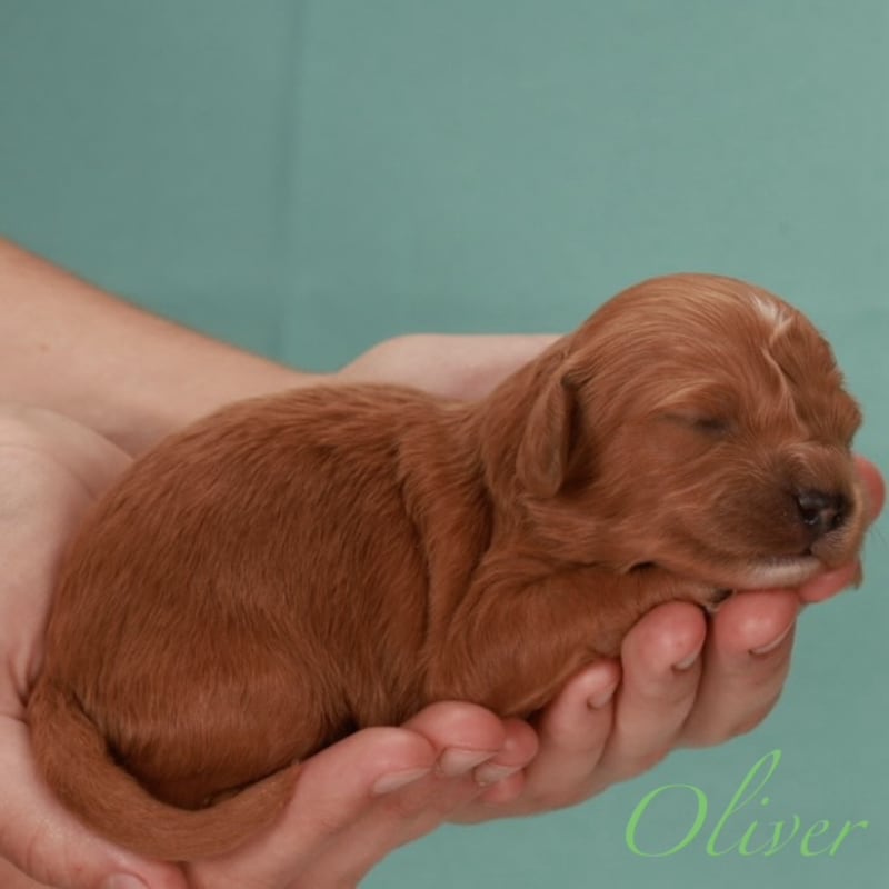 Oliver 3