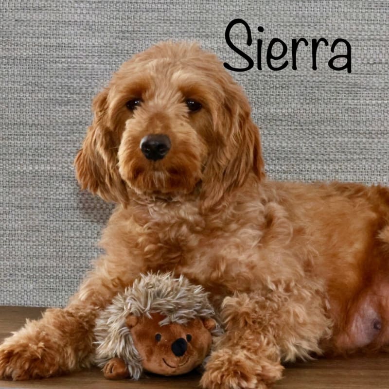 Sierra 