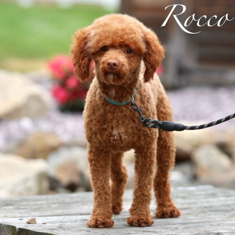 Rocco