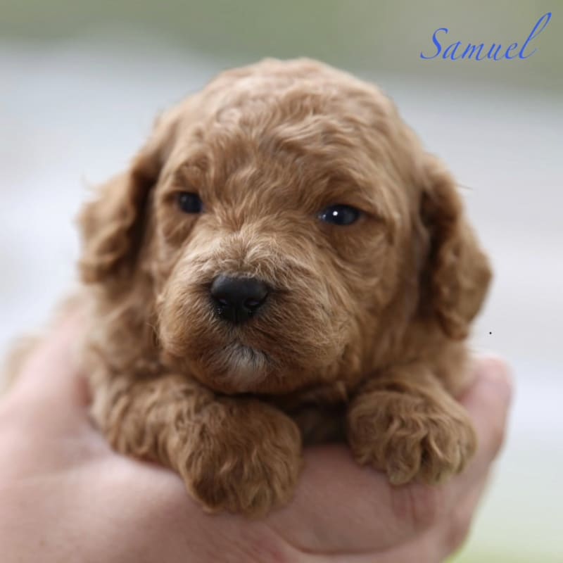 Samuel  3
