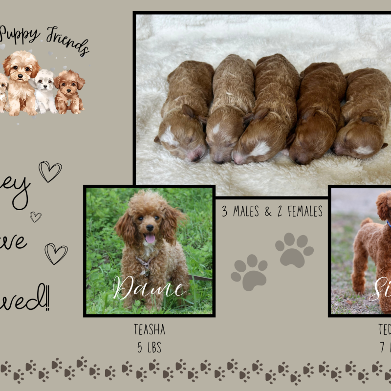 Small Toy Poodles