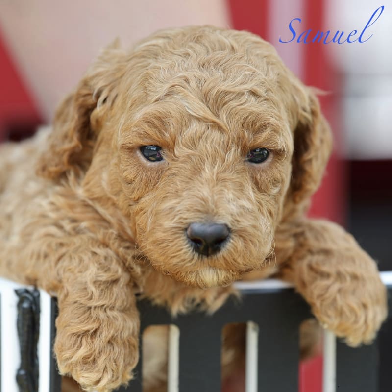 Samuel  hover