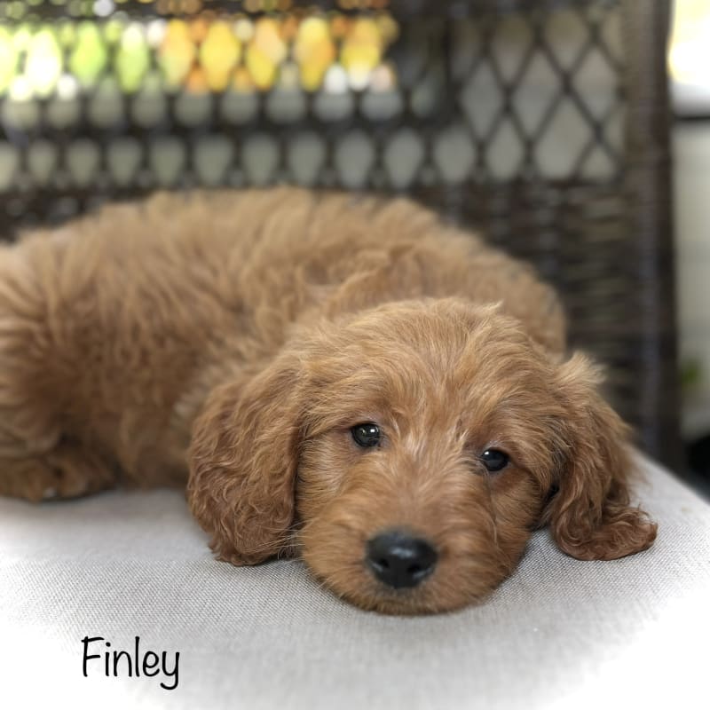 Finley