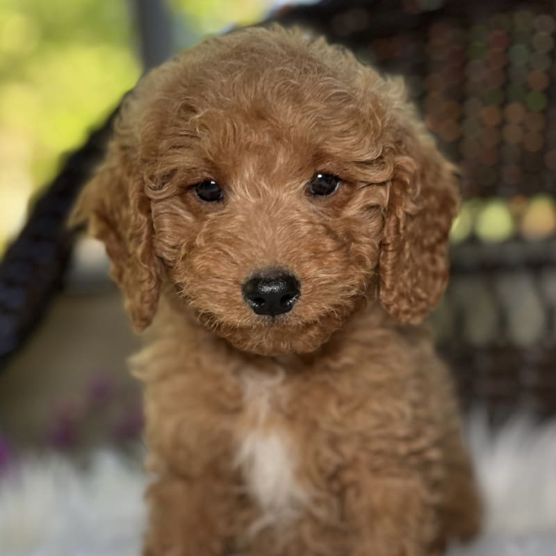 Fredrick - Adoption Pending! 2