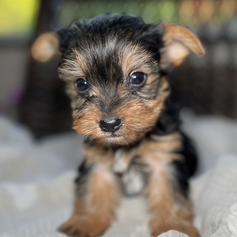 Grayson 1