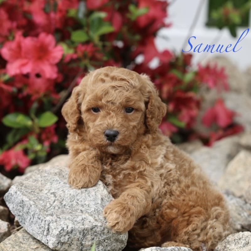 Samuel 