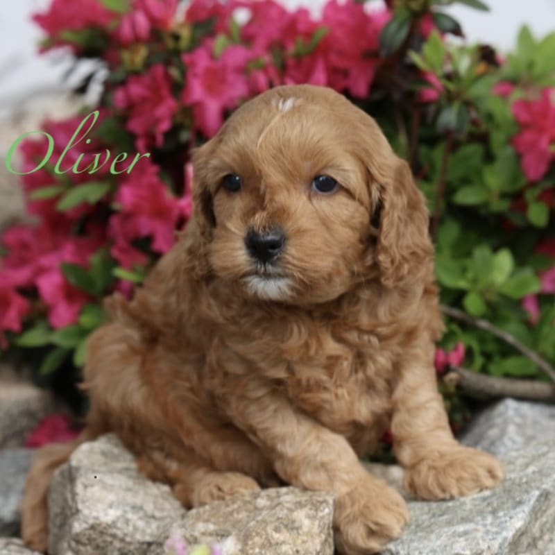 Oliver