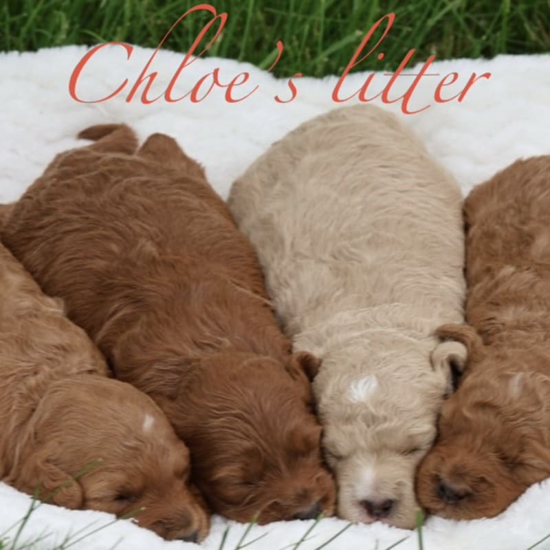 ARRIVED! F2b Mid size Goldendoodle 