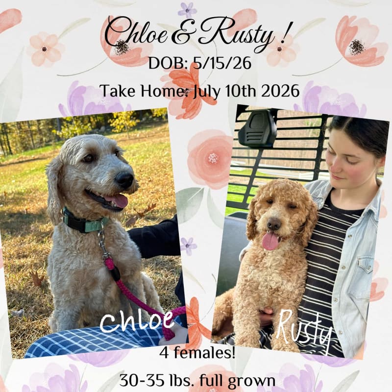 ARRIVED! F2b Mid size Goldendoodle  hover