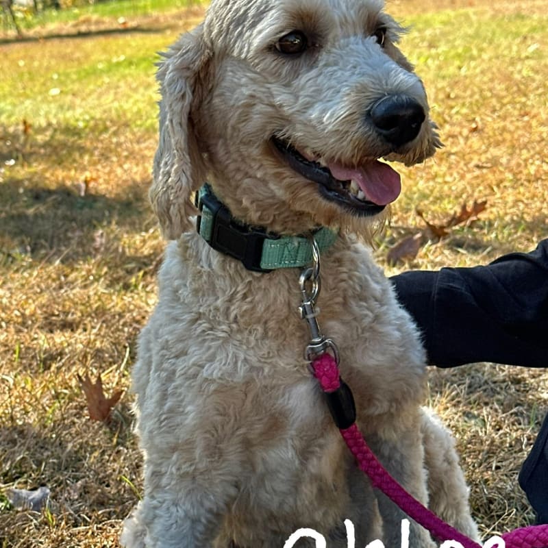 Chloe 
