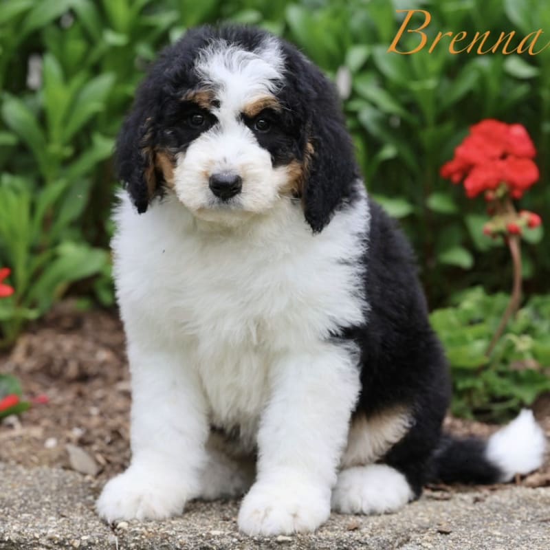 Brenna 