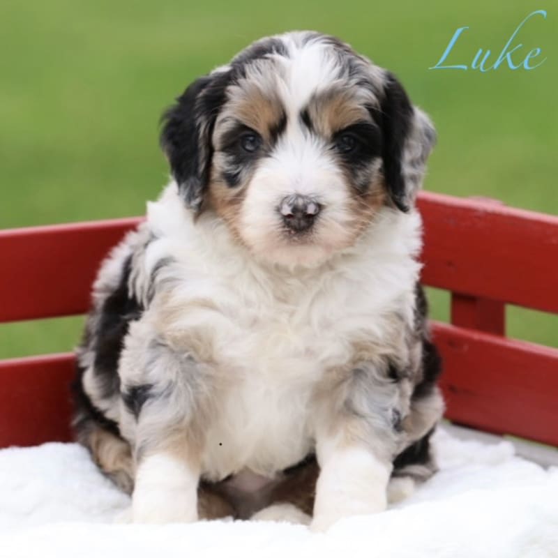 Luke  2