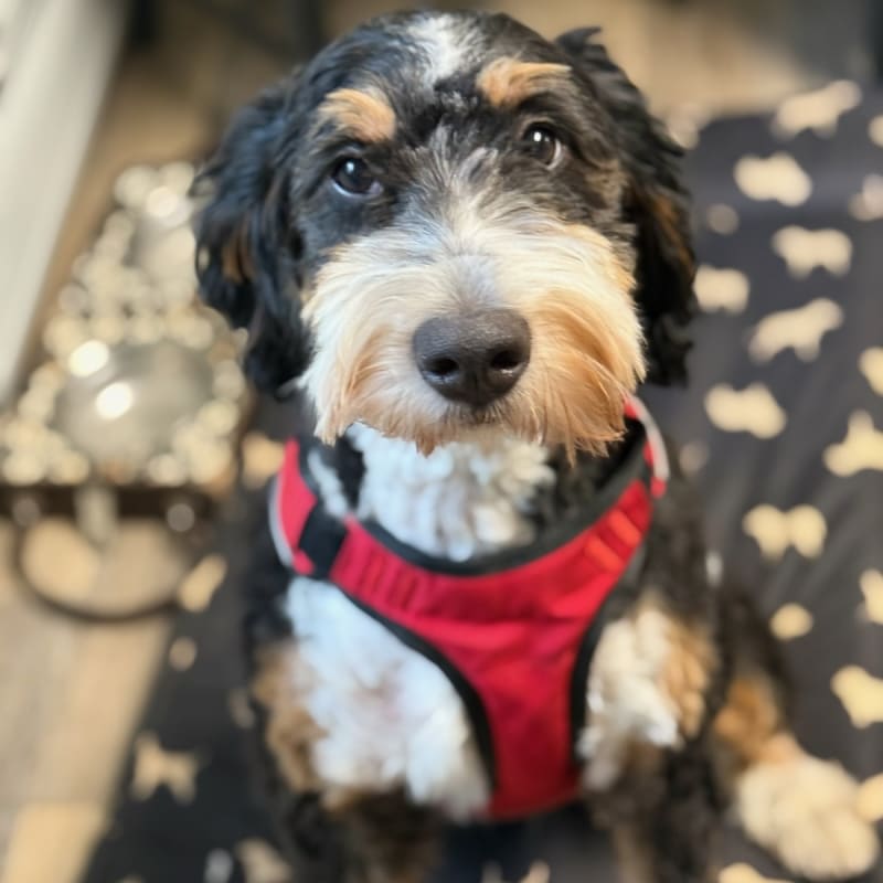 Zoey